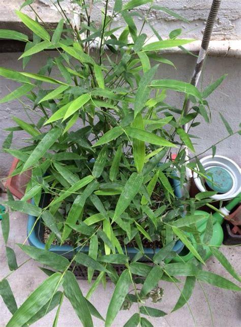種竹子風水 臥室植物